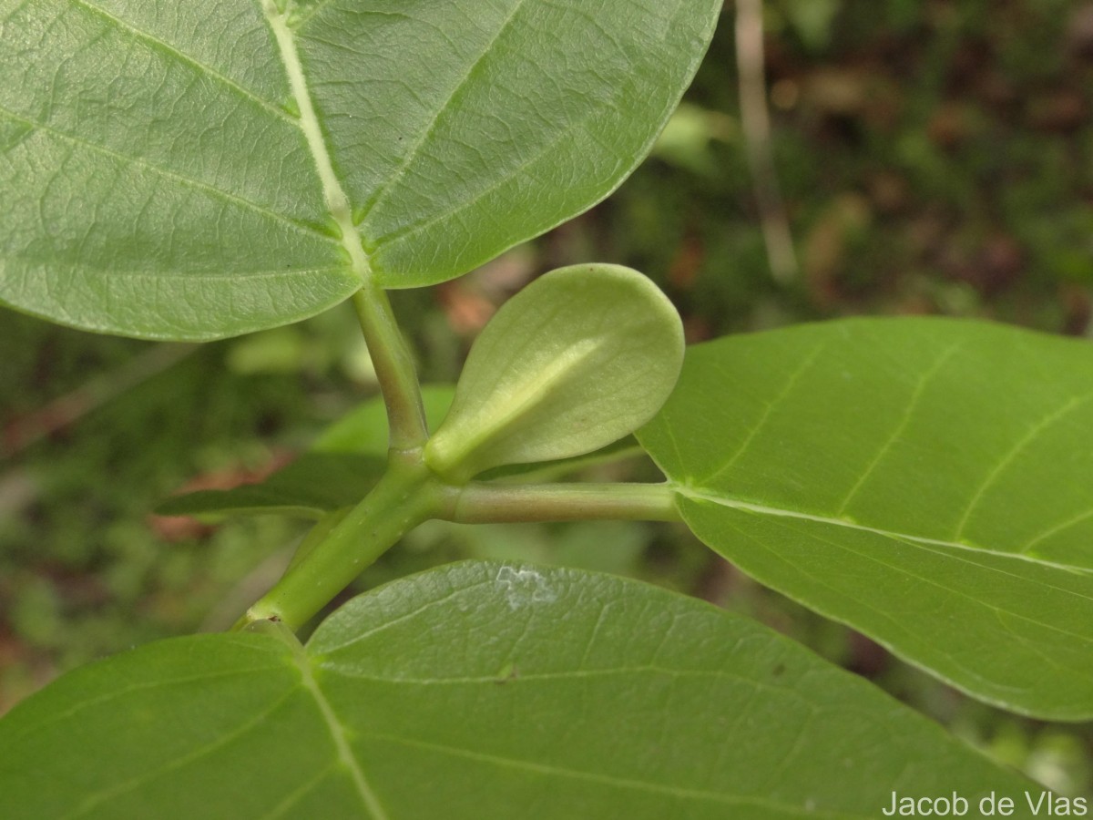 Mitragyna parvifolia (Roxb.) Korth.